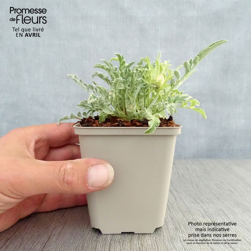 Exemplaar van Centaurea pulcherrima - Centaurie Kweekpotje van 8/9 cm zoals geleverd in de lente