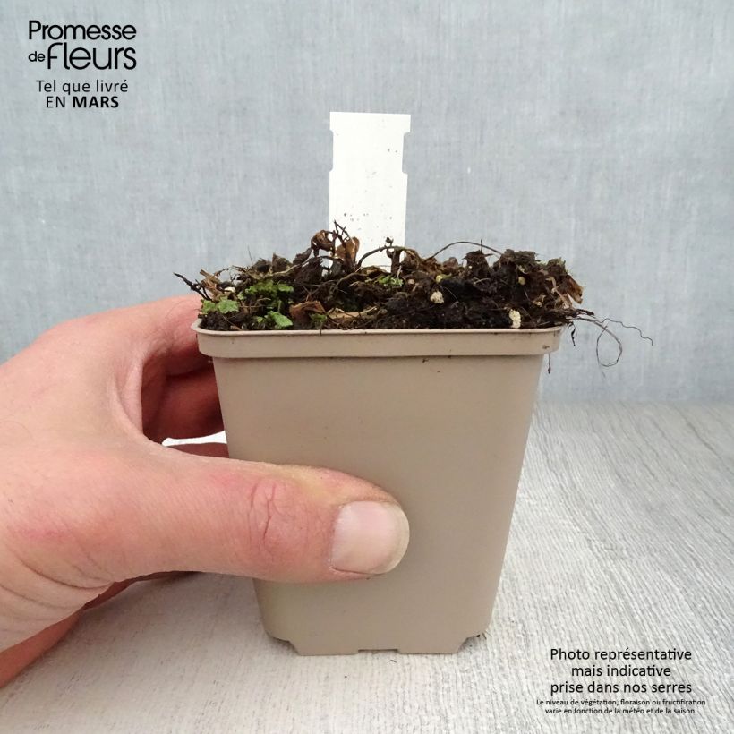 Exemplaar van Centaurea ruthenica - Centaurie Kweekpotje van 8/9 cm zoals geleverd in de lente