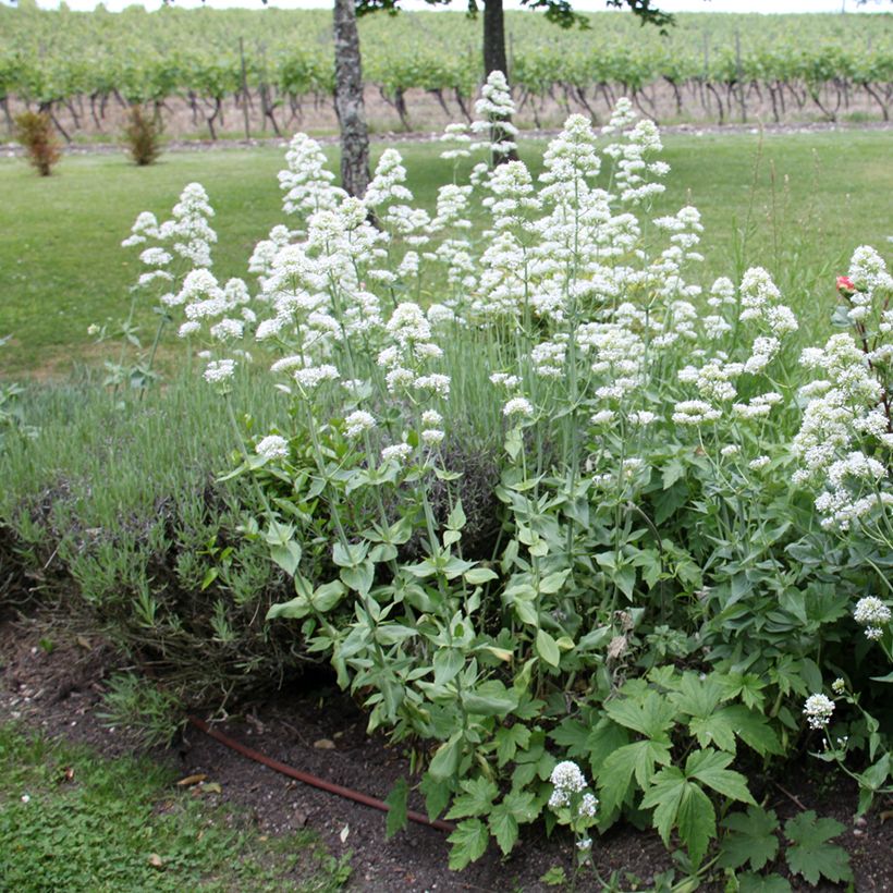 Centranthus ruber Albus - Witte valeriaan (Groeiplaats)