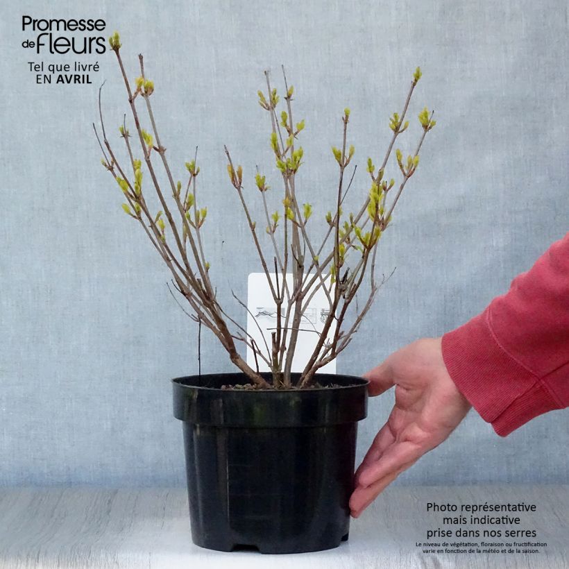 Example of Cephalanthus occidentalis - Kogelbloem Pot van 3 l/4 l as you get in printemps