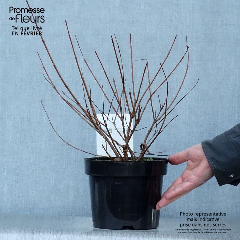 Exemplaar van Cephalanthus occidentalis - Bois-bouton Pot de 7,5L/10L zoals geleverd in de winter