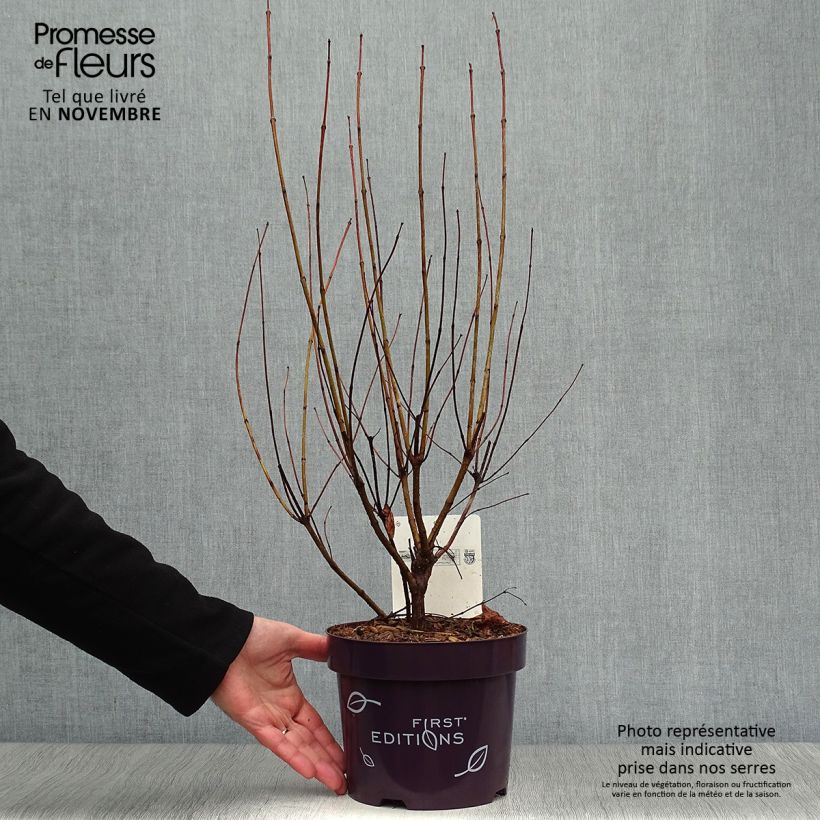 Exemplaar van Kogelbloem - Fiber Optics Pot van 3 l/4 l zoals geleverd in de herfst
