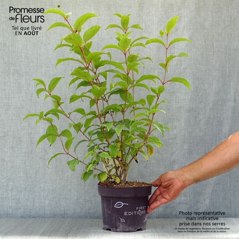 Exemplaar van Kogelbloem - Fiber Optics Pot van 3 l/4 l zoals geleverd in de zomer