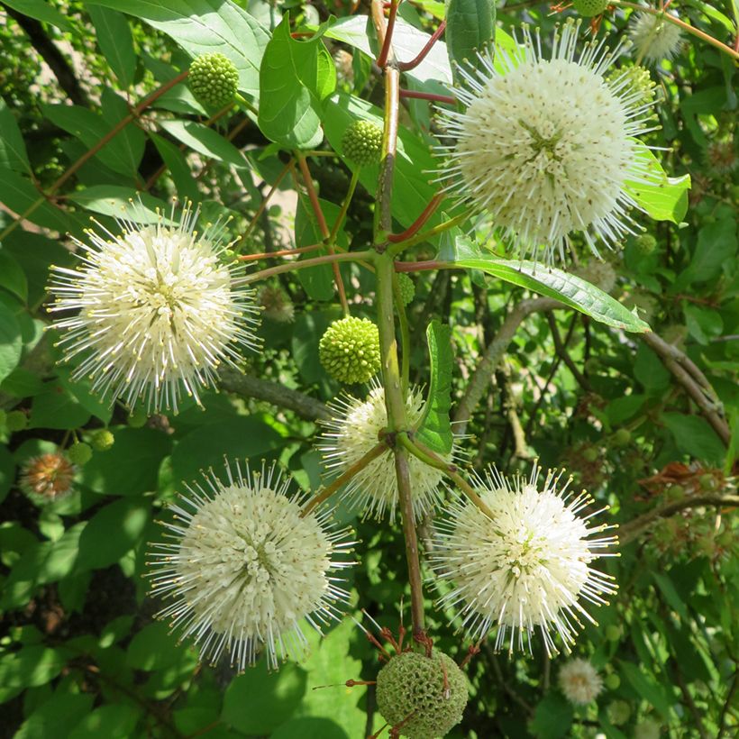 Cephalanthus occidentalis Moonlight Fantasy - Kogelbloem (Bloei)