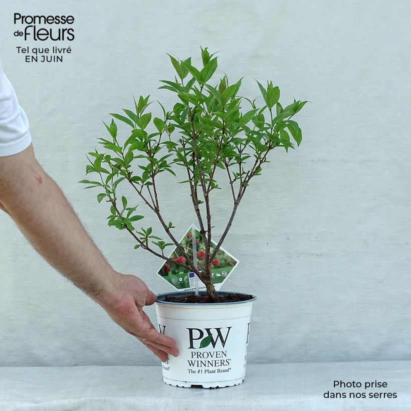 Exemplaar van Kogelbloem - Sugar Shack Pot van 2 l/3 l zoals geleverd in de zomer