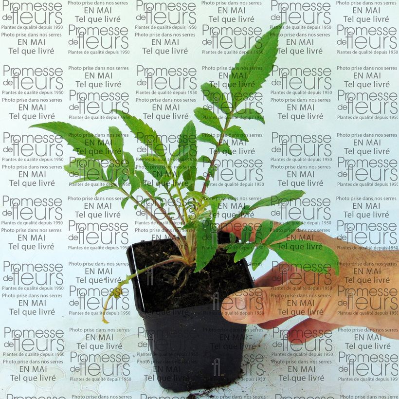 Voorbeeld van een exemplaar van Cephalaria alpina - Plathoofd Kweekpotje van 8/9 cm zoals geleverd