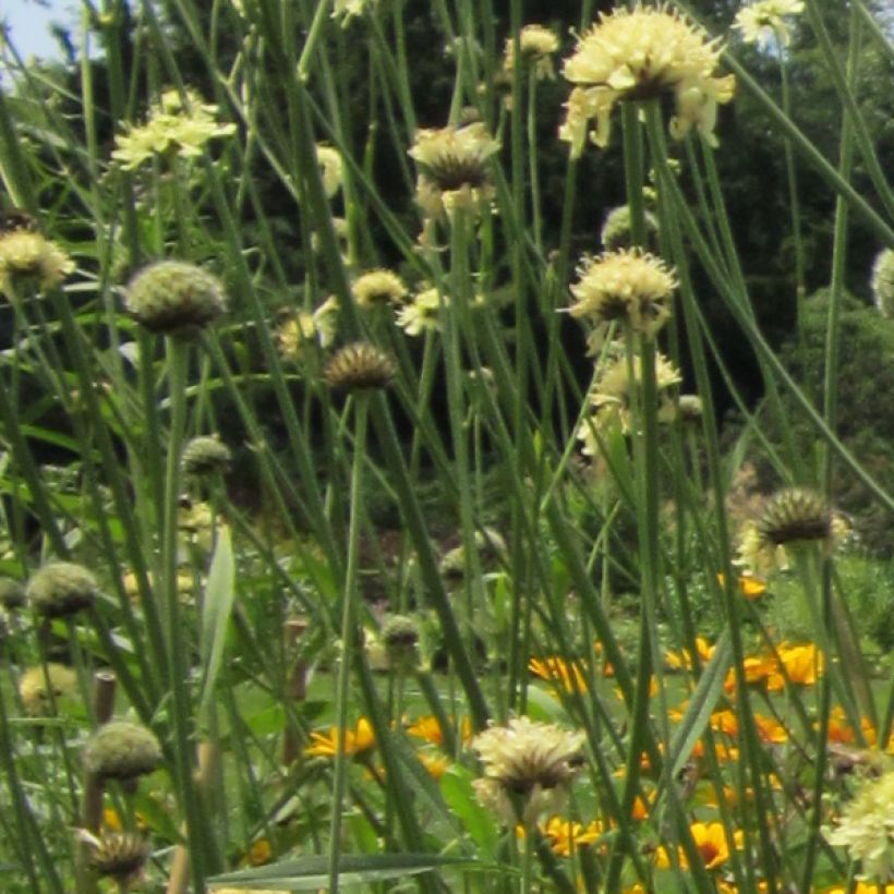 Cephalaria gigantea - Reuzenscabiosa (Bloei)