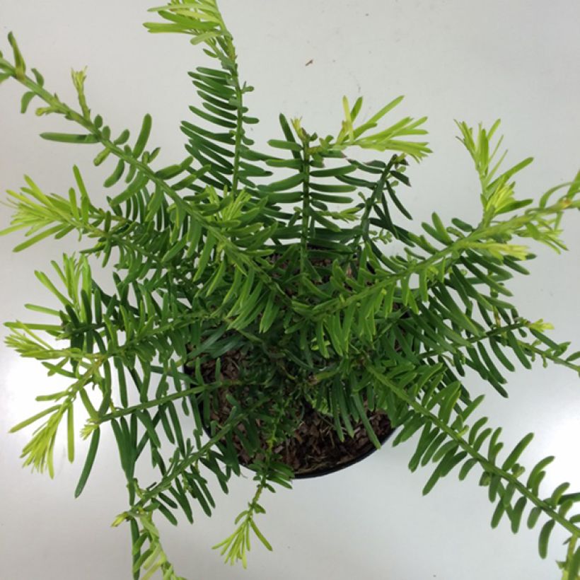 Cephalotaxus fortunei Prostrata - Knoptaxus (Groeiplaats)