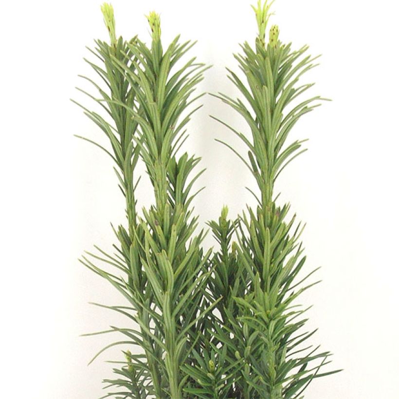 Cephalotaxus harringtonia Fastigiata - Knoptaxus (Foliage)