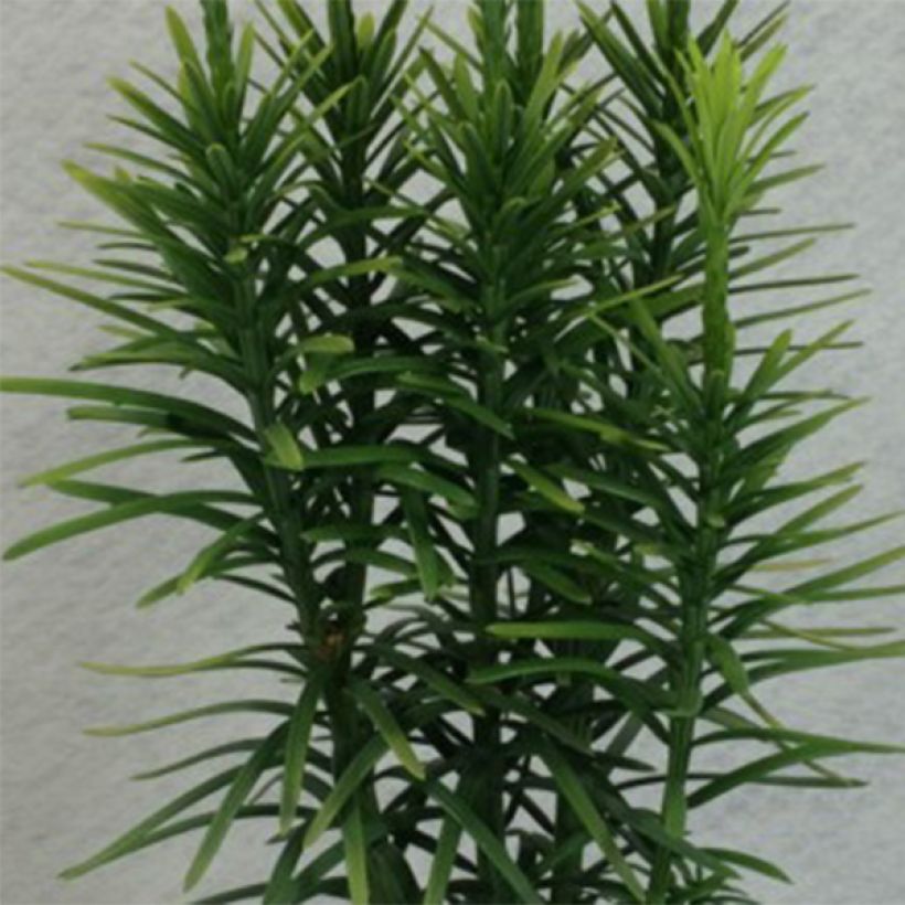 Cephalotaxus harringtonia Korean Gold - Knoptaxus (Foliage)