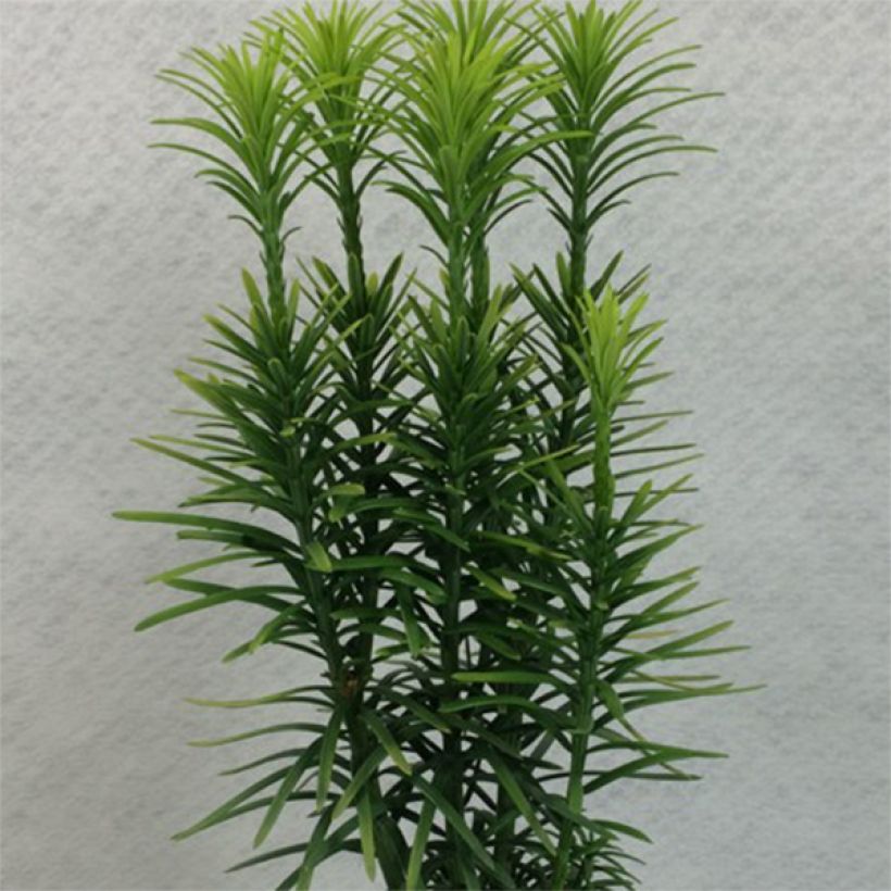 Cephalotaxus harringtonia Korean Gold - Knoptaxus (Plant habit)