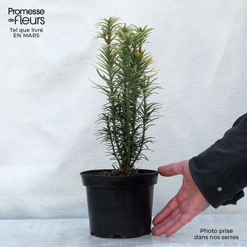 Example of Cephalotaxus harringtonia Korean Gold - Knoptaxus Pot van 2 l/3 l as you get in printemps