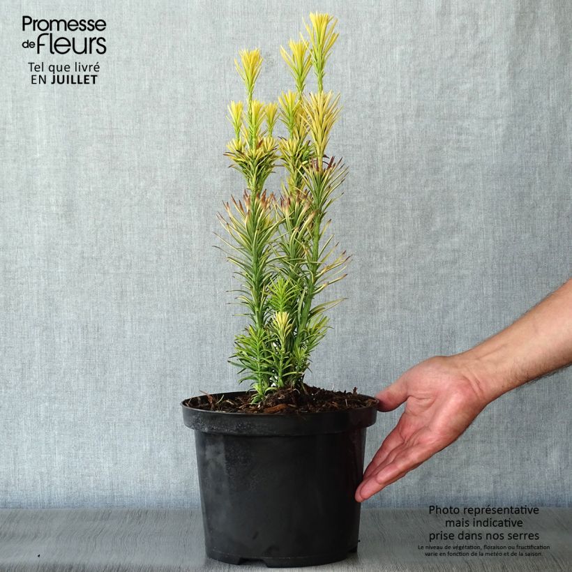 Exemplaar van Cephalotaxus harringtonia Korean Gold - Knoptaxus Pot van 2 l/3 l zoals geleverd in de zomer