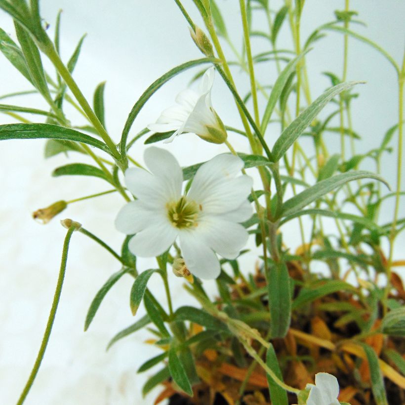 Cerastium biebersteinii - Hoornbloem (Bloei)