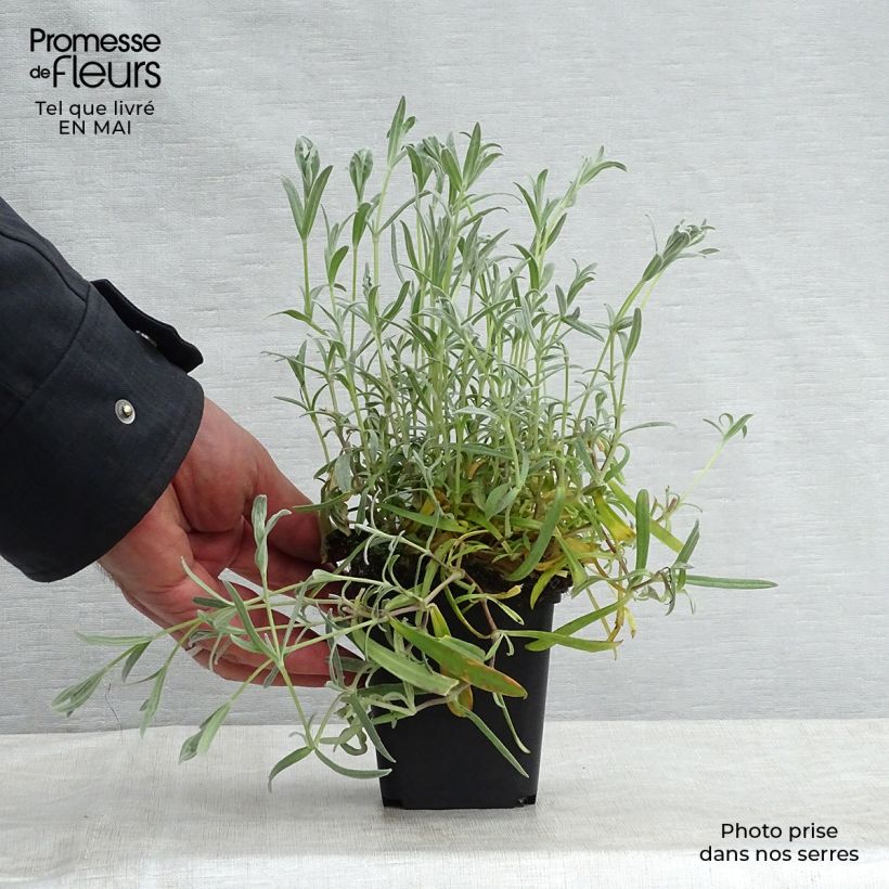 Exemplaar van Cerastium biebersteinii - Hoornbloem Kweekpotje van 8/9 cm zoals geleverd in de lente