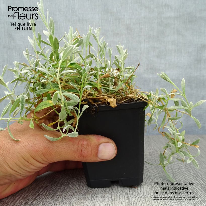 Exemplaar van Cerastium biebersteinii - Hoornbloem Kweekpotje van 8/9 cm zoals geleverd in de zomer