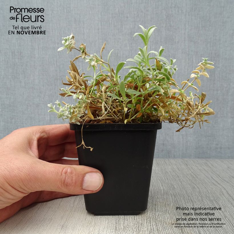 Exemplaar van Cerastium tomentosum Yo Yo - Viltige hoornbloem Kweekpotje van 8/9 cm zoals geleverd in de herfst
