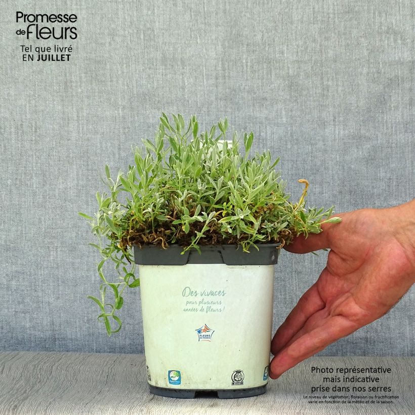 Exemplaar van Cerastium tomentosum Yo Yo - Viltige hoornbloem Pot van 2 l/3 l zoals geleverd in de zomer