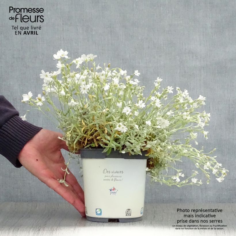Exemplaar van Cerastium tomentosum Yo Yo - Viltige hoornbloem Pot van 2 l/3 l zoals geleverd in de lente