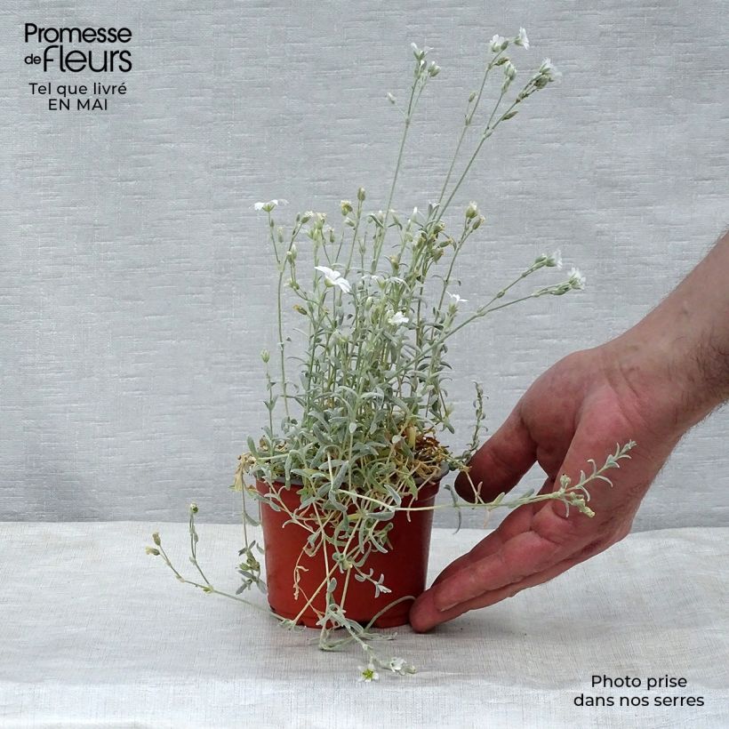 Exemplaar van Cerastium tomentosum Yo Yo - Viltige hoornbloem Kweekpotje van 8/9 cm zoals geleverd in de lente