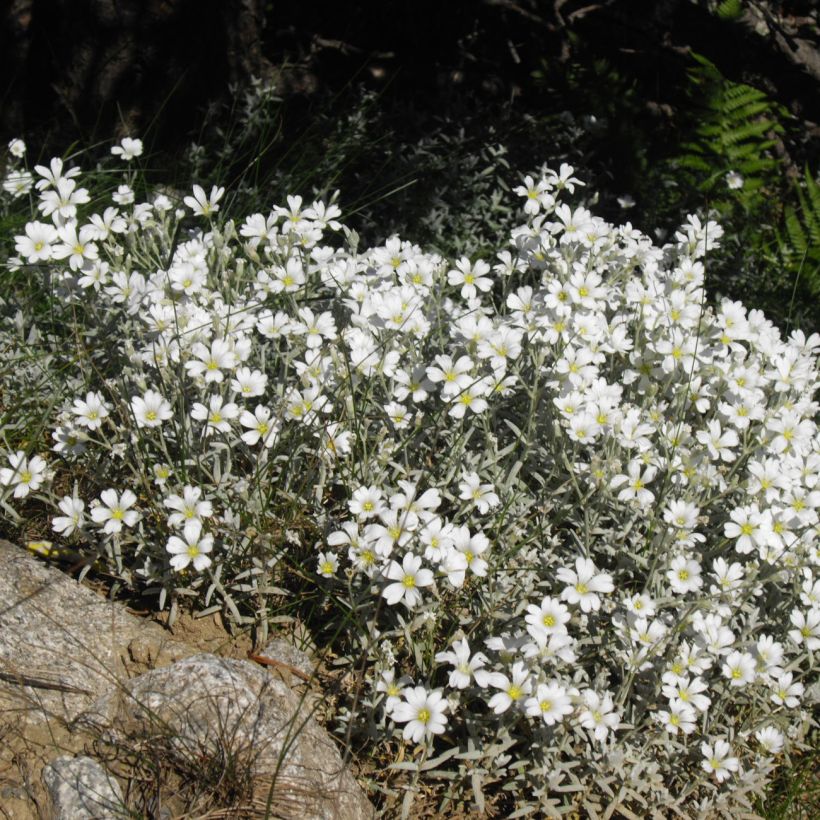 Cerastium tomentosum Yo Yo - Viltige hoornbloem (Groeiplaats)