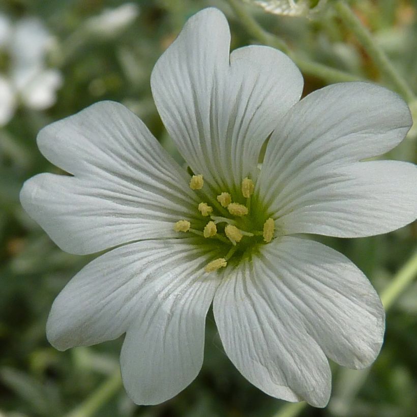 Cerastium tomentosum Yo Yo - Viltige hoornbloem (Bloei)