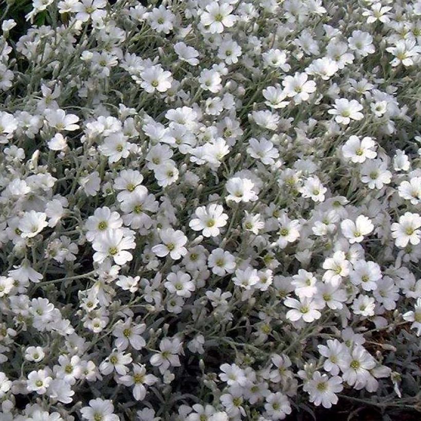 Cerastium tomentosum var. columnae - Viltige hoornbloem (Bloei)