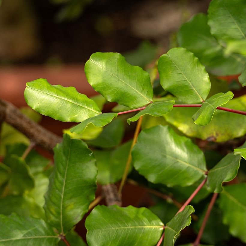 Ceratonia siliqua (zaad) - Johannesbroodboom (Blad)