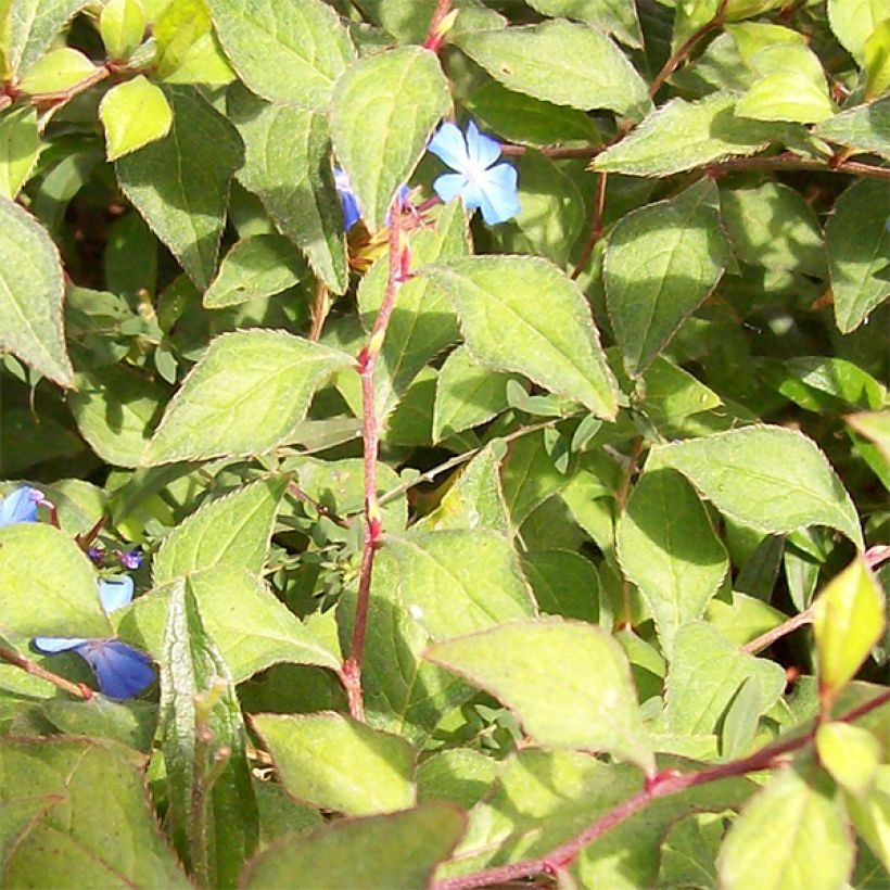 Ceratostigma griffithii - Loodkruid (Blad)