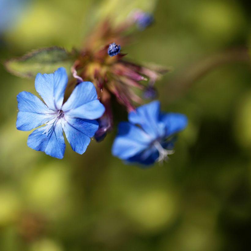 Ceratostigma griffithii - Loodkruid (Bloei)