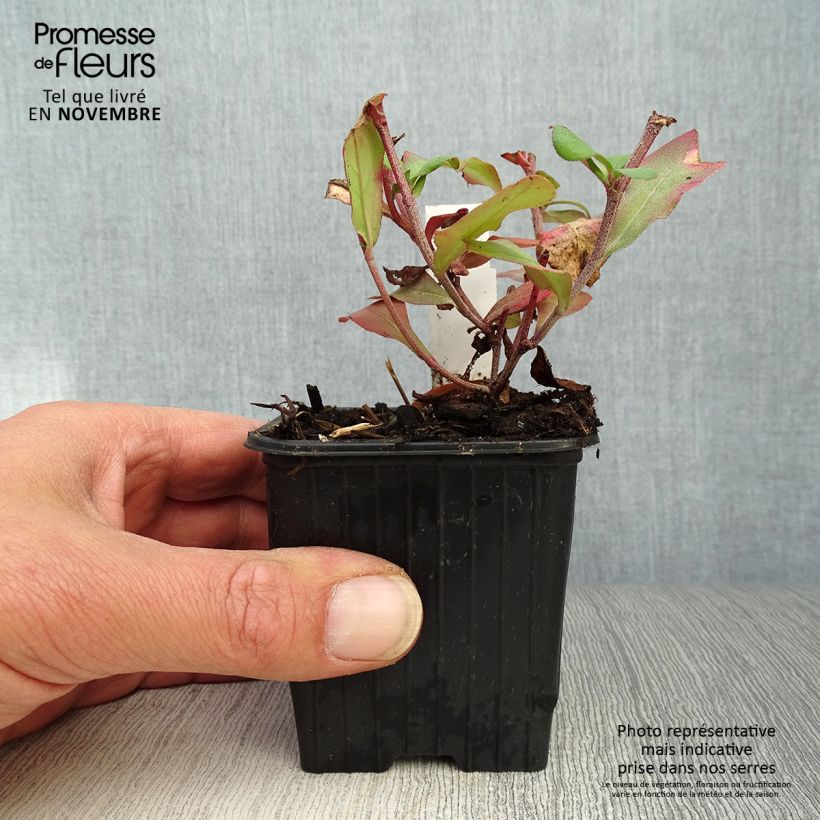 Exemplaar van Ceratostigma plumbaginoides - Loodkruid Kweekpotje van 8/9 cm zoals geleverd in de herfst
