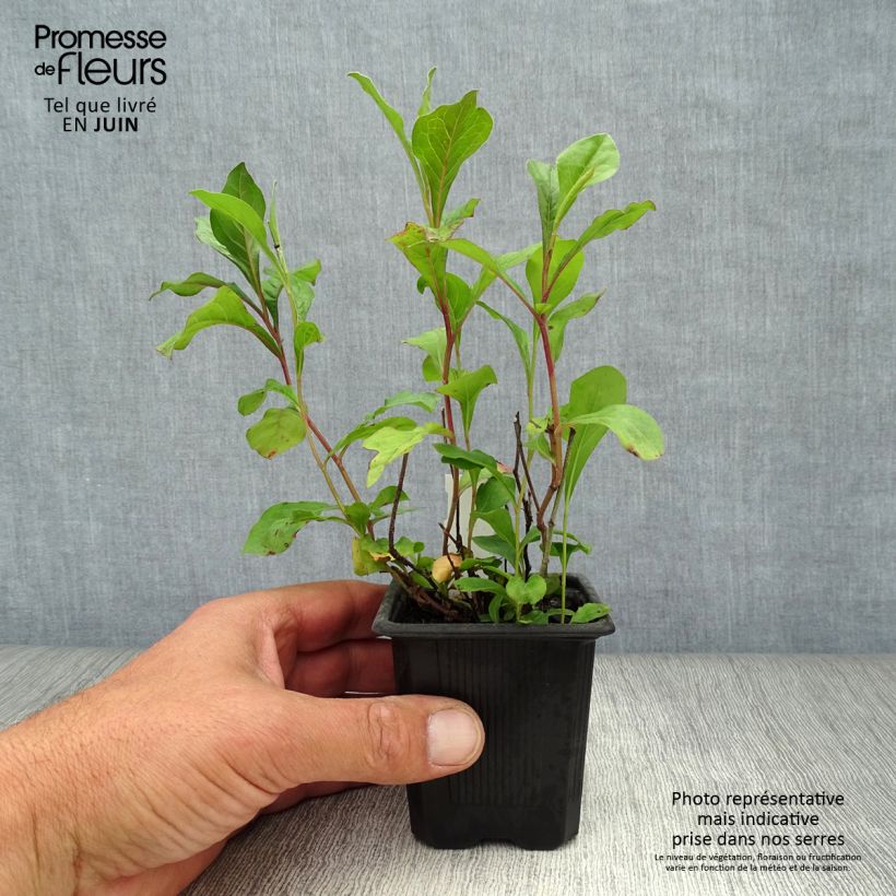Exemplaar van Ceratostigma plumbaginoides - Loodkruid Kweekpotje van 8/9 cm zoals geleverd in de zomer