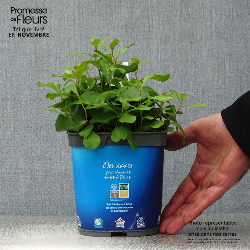 Exemplaar van Ceratostigma plumbaginoides - Loodkruid Pot van 2 l/3 l zoals geleverd in de herfst