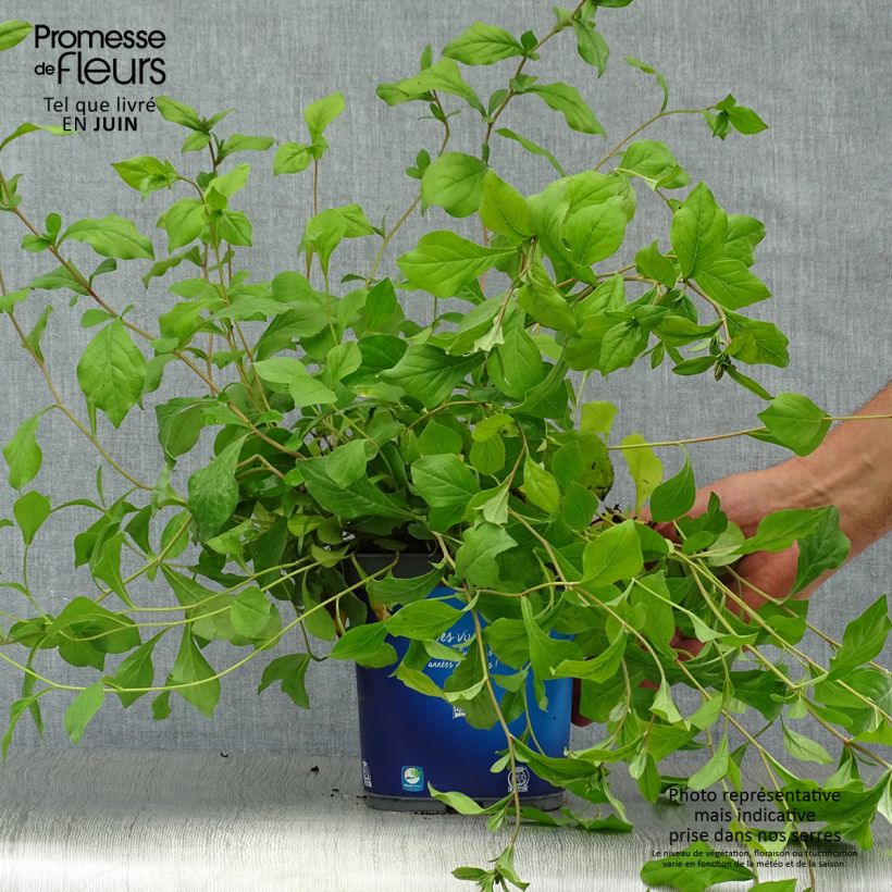 Exemplaar van Ceratostigma plumbaginoides - Loodkruid Pot van 2 l/3 l zoals geleverd in de zomer
