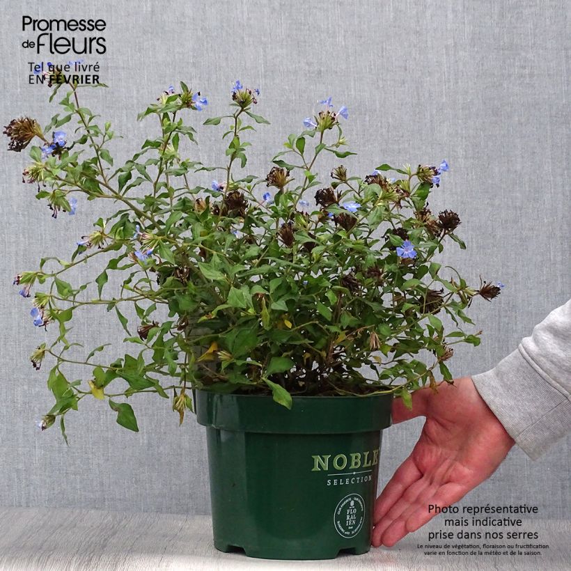 Exemplaar van Ceratostigma willmottianum Forest Blue - Loodkruid Pot van 2 l/3 l zoals geleverd in de herfst