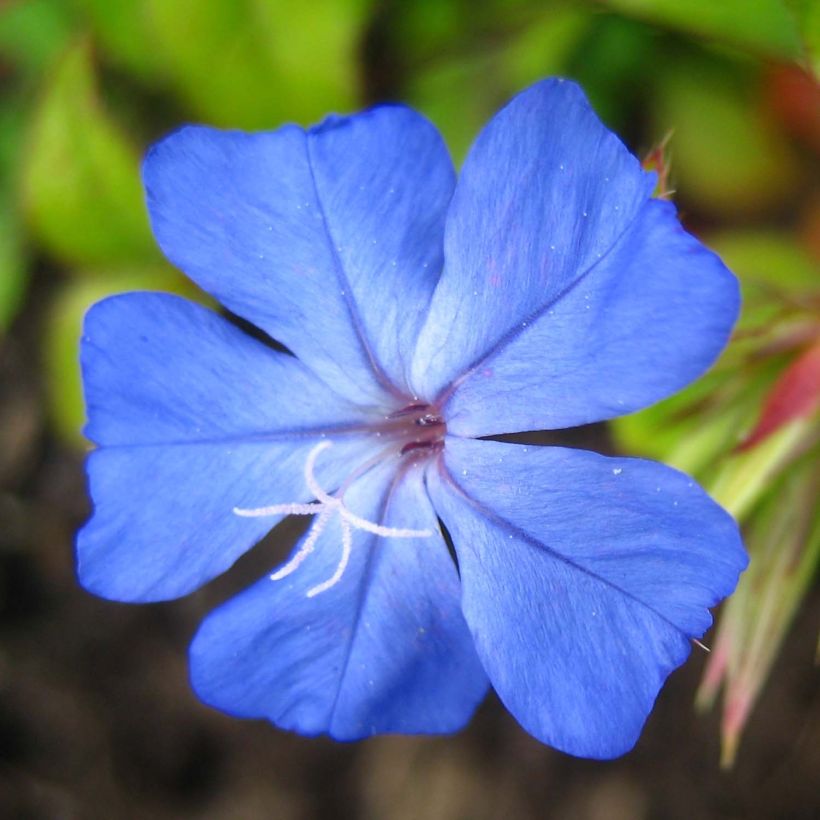 Ceratostigma willmottianum Forest Blue - Loodkruid (Bloei)