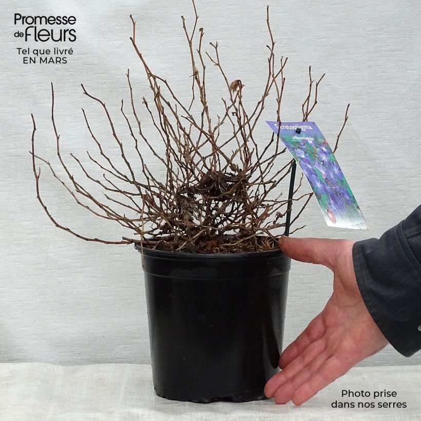 Exemplaar van Ceratostigma willmottianum - Loodkruid Pot van 2 l/3 l zoals geleverd in de lente