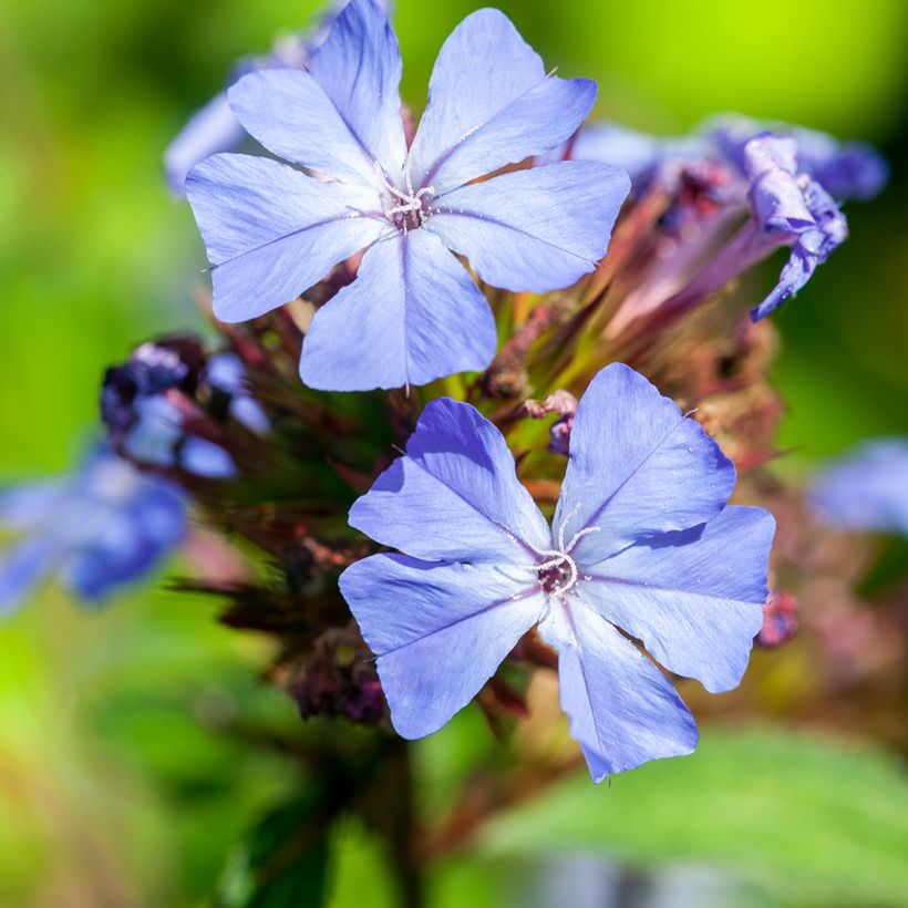 Ceratostigma willmottianum - Loodkruid (Bloei)