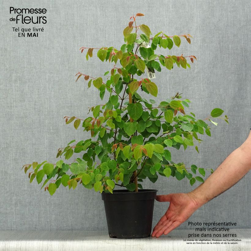 Example of Cercidiphyllum japonicum Glowball - Katsuraboom Pot van 4 l/5 l as you get in printemps