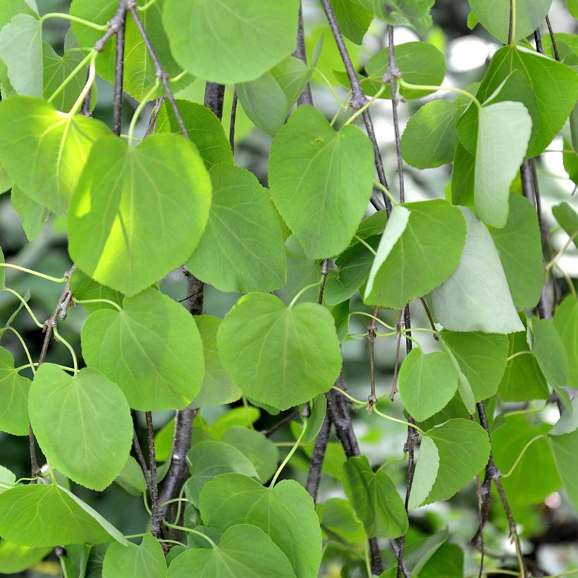 Cercidiphyllum japonicum Pendulum - Katsuraboom (Blad)