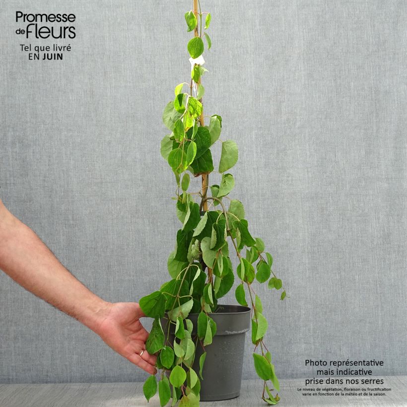 Exemplaar van Cercidiphyllum japonicum Pendulum - Katsuraboom Pot van 4 l/5 l zoals geleverd in de lente