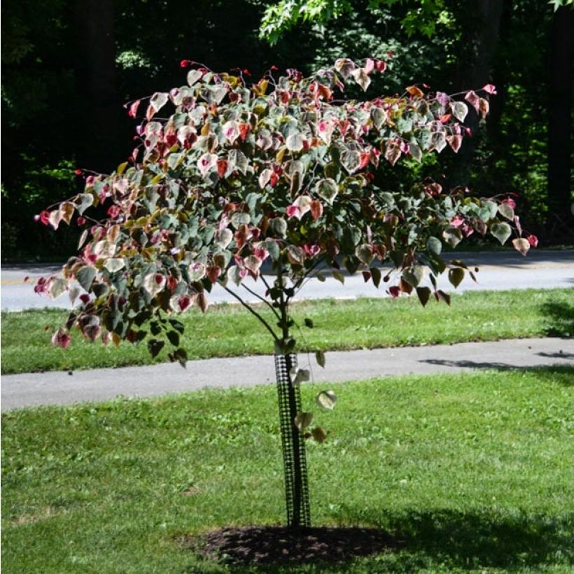 Cercis canadensis Carolina Sweetheart - Amerikaanse Judasboom (Plant habit)