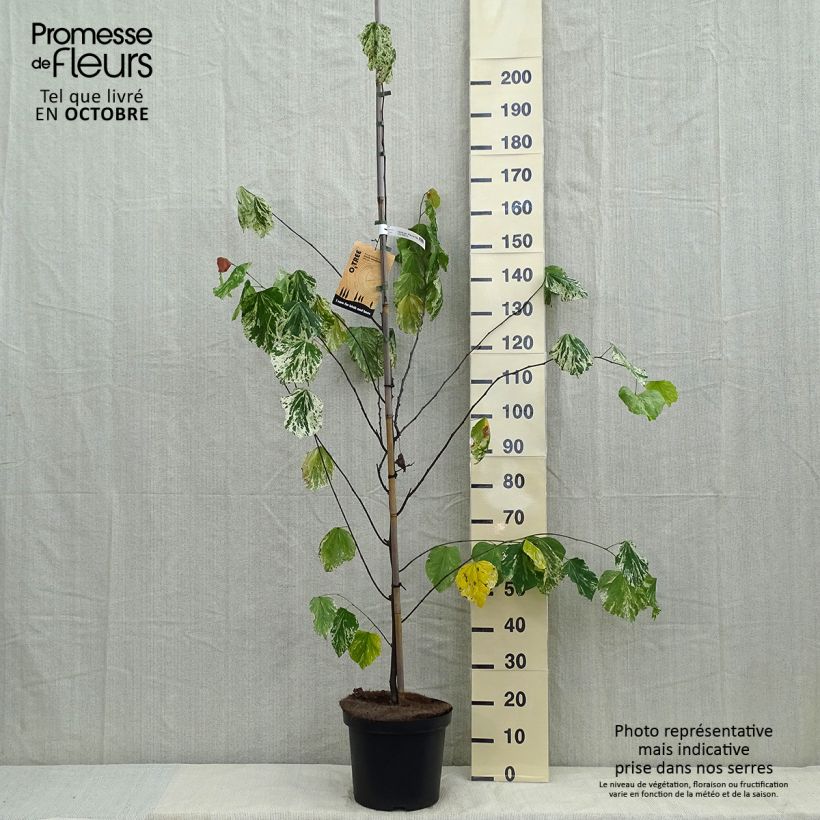 Exemplaar van Cercis canadensis Alley Cat - Amerikaanse Judasboom Pot van 6 l/7 l zoals geleverd in de herfst