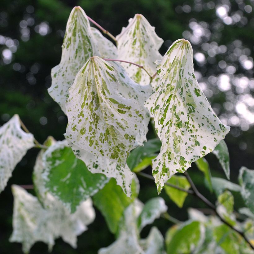 Cercis canadensis Alley Cat - Amerikaanse Judasboom (Blad)