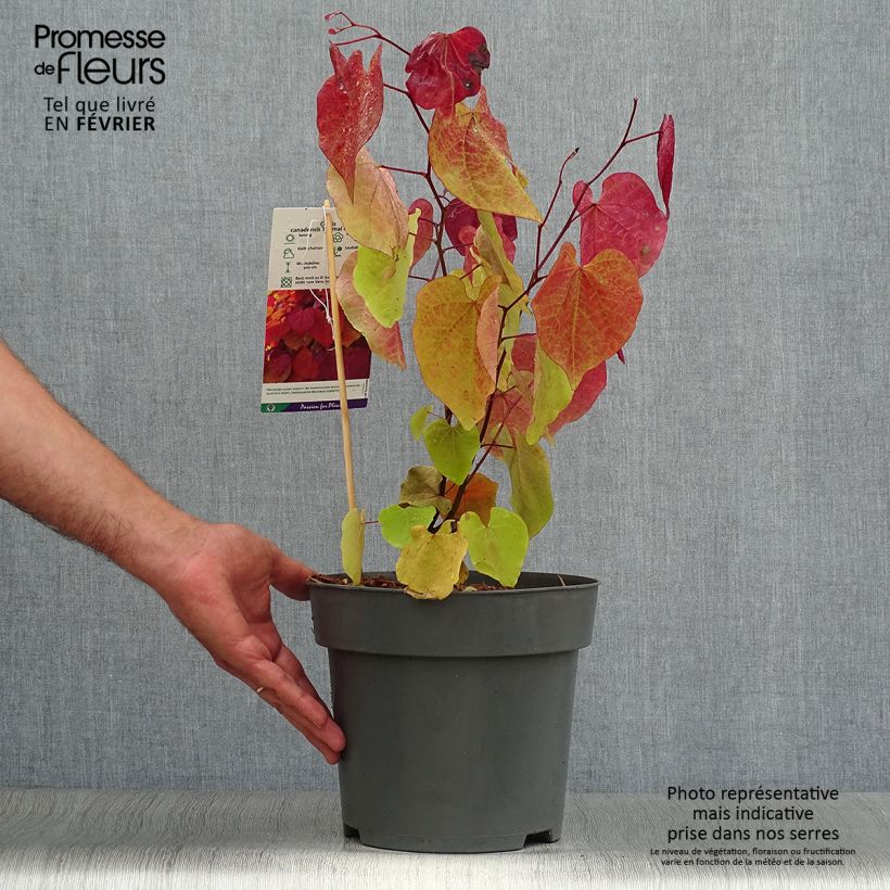 Exemplaar van Cercis canadensis Eternal Flame - Amerikaanse Judasboom Pot van 4 l/5 l zoals geleverd in de herfst