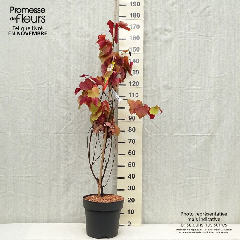 Exemplaar van Cercis canadensis Eternal Flame - Amerikaanse Judasboom Pot van 12 l/15 l zoals geleverd in de herfst