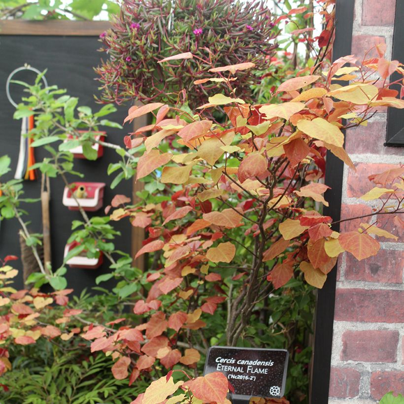 Cercis canadensis Eternal Flame - Amerikaanse Judasboom (Groeiplaats)