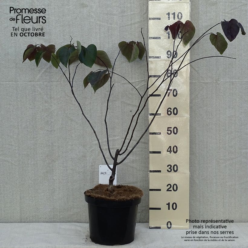 Exemplaar van Cercis canadensis Forest Pansy - Amerikaanse Judasboom Pot van 7,5 l/10 l zoals geleverd in de herfst