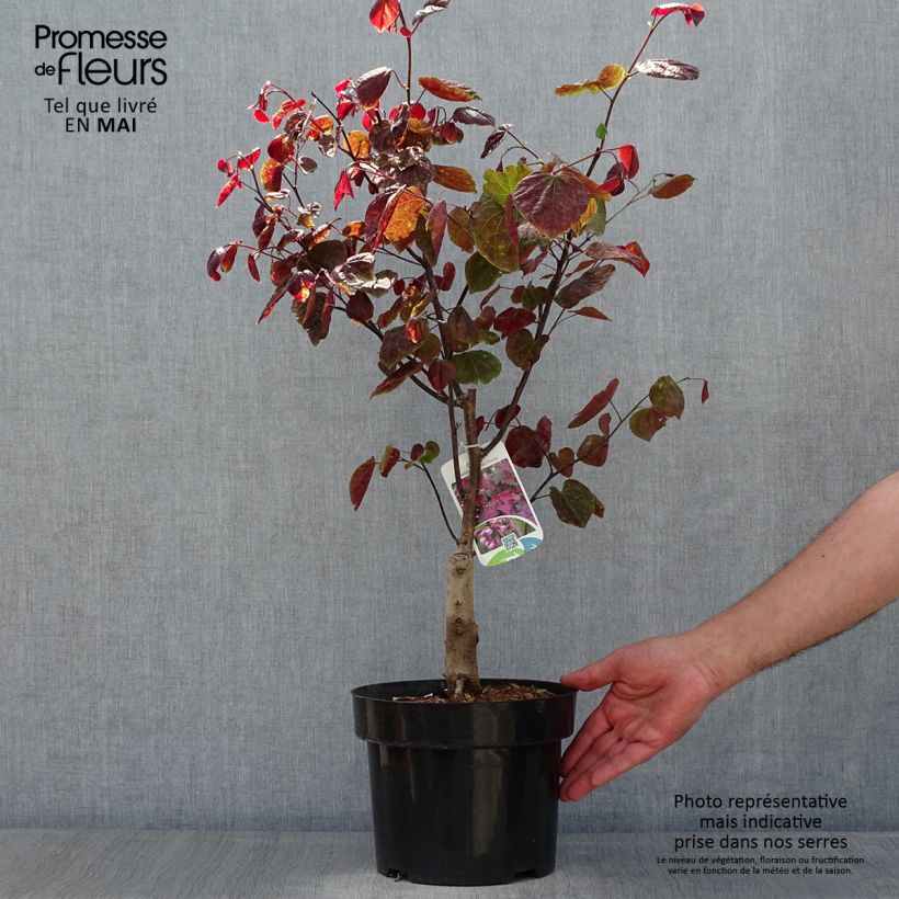 Example of Cercis canadensis Forest Pansy - Amerikaanse Judasboom Pot van 4 l/5 l as you get in printemps