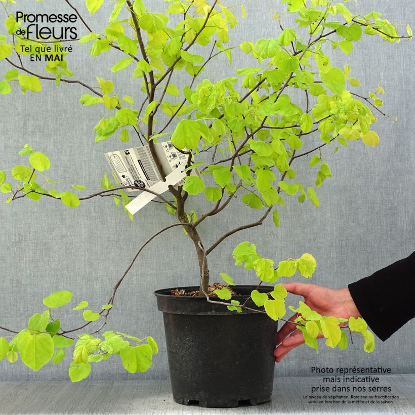 Exemplaar van Cercis canadensis Hearts of Gold - Amerikaanse Judasboom Pot van 7,5 l/10 l zoals geleverd in de lente